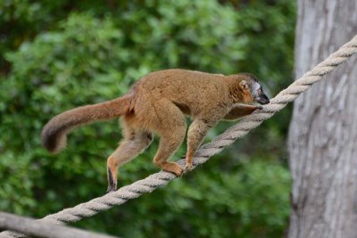 Red-fronted Brown Lemur Climbing