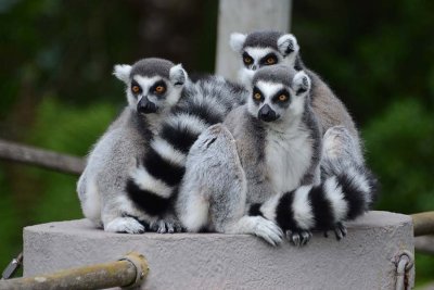 Wide-eyed Ringtail Lemurs