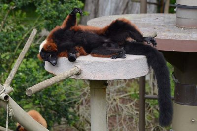 Red-ruffed Lemur Laid Out