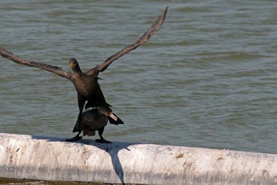 Ride 'Em Cormorant