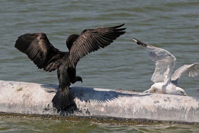 Gull Bails Out