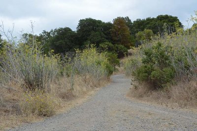 Second Trail - to Miwok Meadows