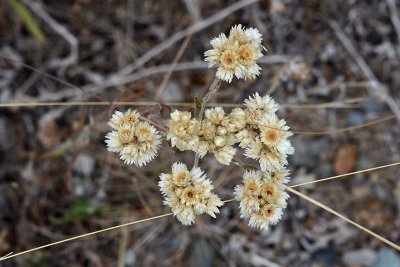 Dried Weeds - Possibly Pearly Everlasting