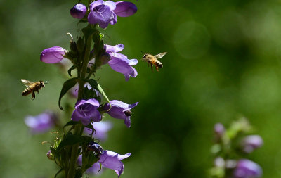 Two Bees at Purple Penstemon