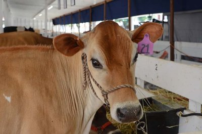 Face of Cow 21