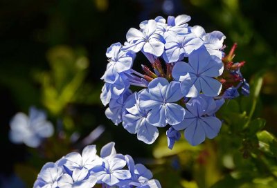 Blue Geranium