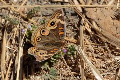 Buckeye Butterfly