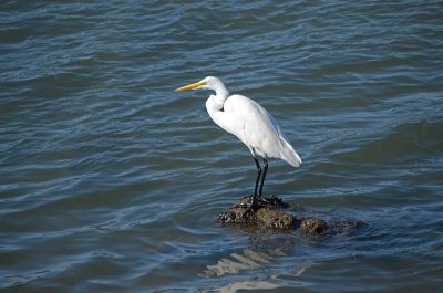 Great Egret on a Rock