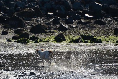 Dog Having a Wet Run