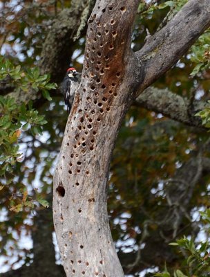 Acorn Woodpecker on Holey Tree