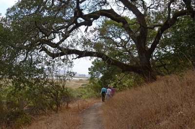 Under the Huge Tree