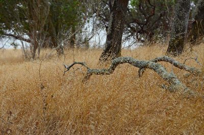 Old Fallen Branch