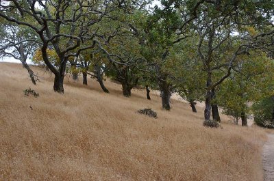 Golden Hillside