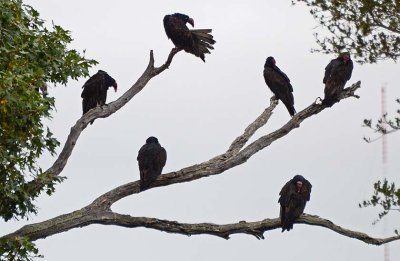 Six Turkey Vultures