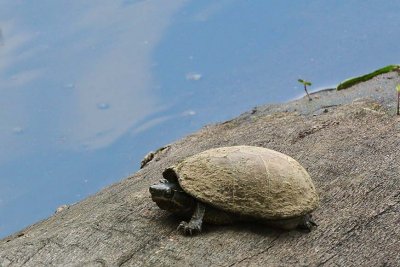 Muddy Turtle