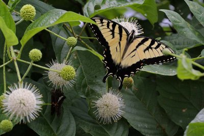 Eastern Tiger Swallowtail 1