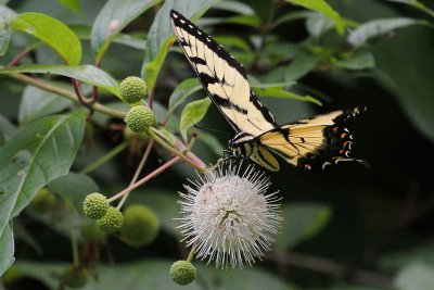 Tiger Swallowtail On Common Buttonbush