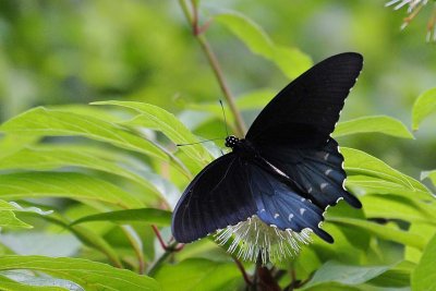 Dark Swallowtail Open