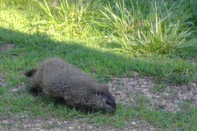 Groundhog 1