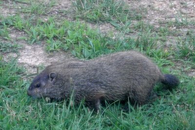 Groundhog 3