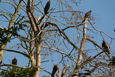 Four Turkey Vultures (Buzzards)