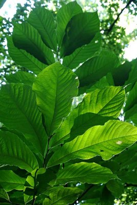 Paw Paw Leaves