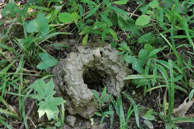 Mud Nest In the Ground