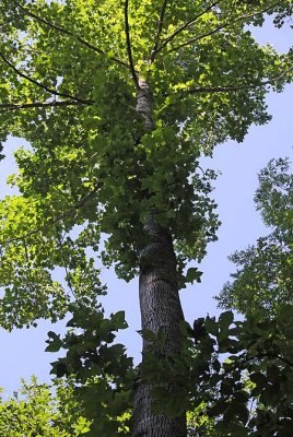 Yellow Poplar