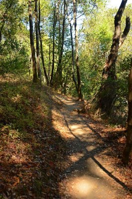 Deer Island - Sunlit Path