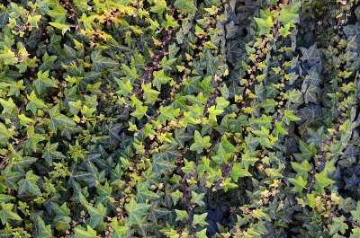 Ivy Leaves All Lined Up