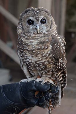 Sequoia, the Northern Spotted Owl
