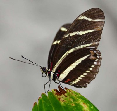 Zebra Longwing Close Up