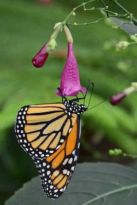 Hanging On to Purple