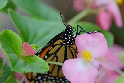 Curled Monarch Tongue