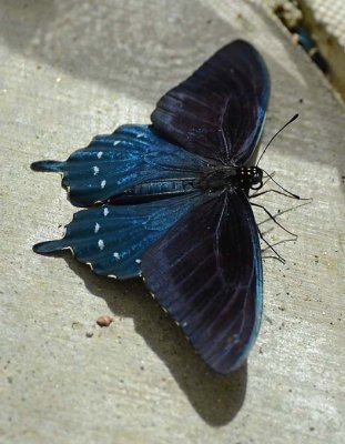 Pipevine Swallowtail on the Ground