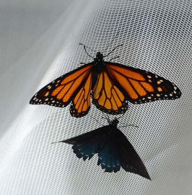 Monarch and Pipevine on Net