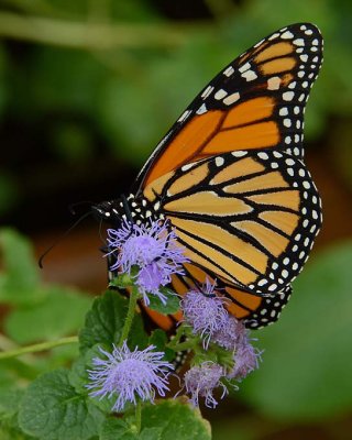 Monarch - Purple Fuzzy Flowers