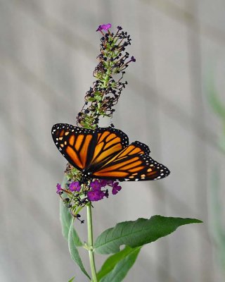Monarch on Flower Stem