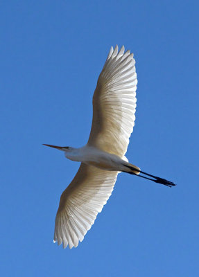 Great Egret In Flight