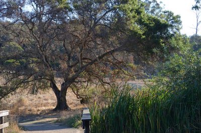 Bridge & Favorite Tree