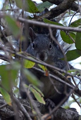 Hiding and Watching