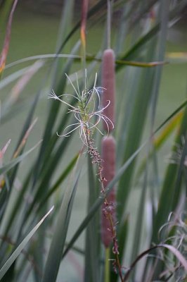10/09/13: Cattail Grasses