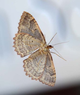 A Pretty Unidentified Moth