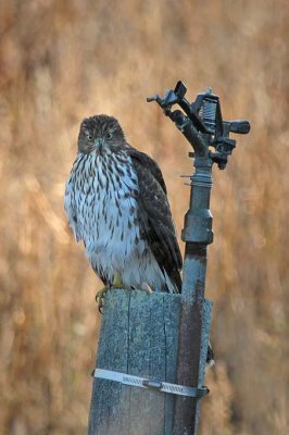 A Young Cooper's Hawk