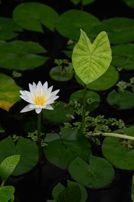 Water Lily on Greens