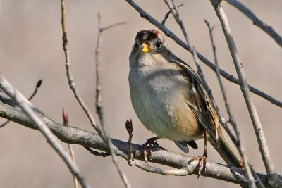 Rufous-corwned Sparrow Close Up