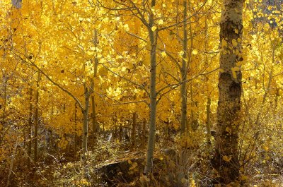 Golden Aspen Grove