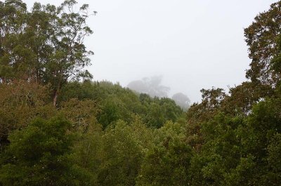 10/23/13:  Fog Over Trees