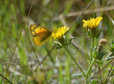 Pretty Orange Sulphur