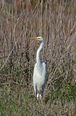 In the Reeds